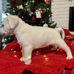 Tucker Boy 5 - Yellow Labrador Retriever puppy in Live Oak, California from Blanco Labradors