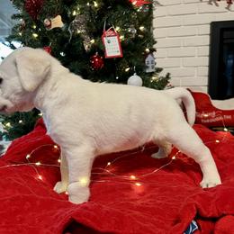 Tucker Boy 5 - Yellow Labrador Retriever puppy in Live Oak, California from Blanco Labradors