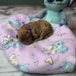 Jumba - Merle male Whoodle puppy in Gladewater, Texas from Kalin’s K9s