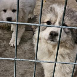 Black Collar Boy - White and badger male Great Pyrenees puppy in Kennewick, Washington from Sandollar Farms | Alpacas & Great Pyrenees