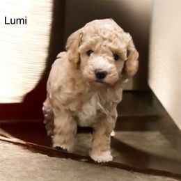AKC girl Lumi 2300 NATURAL TAIL - Apricot female Poodle puppy in Cartersville, Georgia from Alpha Tiny Paws