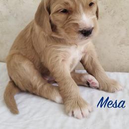 Goldendoodle Puppies from Golden Law Kennels