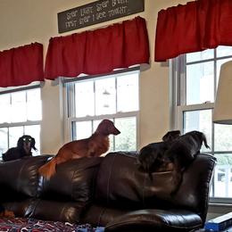 Dachshunds from OzO Dachshunds