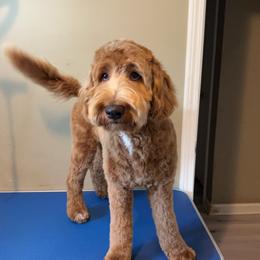 Goldendoodle and Shih Tzu All Grown Up from Shihtzuandoodlenc.LLC