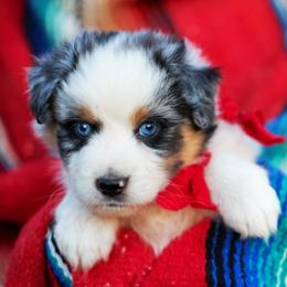 Star Crunch - Blue merle female Australian Shepherd puppy in Paola, Kansas from Tiz Ranch