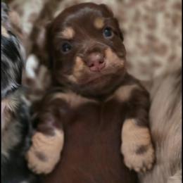 Reece - Chocolate and cream male Dachshund puppy in Prunedale, California from Tiny Teckels Miniature Dachshunds