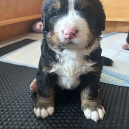 Bernese Mountain Dog Puppies from Gusto Bernese Mountain Dogs