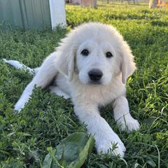 Aussiedoodles, Australian Shepherds, Double Doodles, Maremma Sheepdogs, and Poodles from White Star Acres