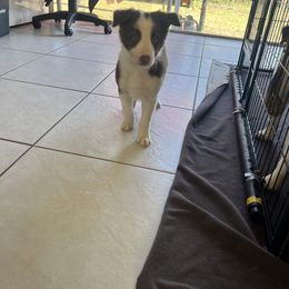 Brown Boy - White and red male Border Collie puppy in Miami, Florida from A&S Border Collies