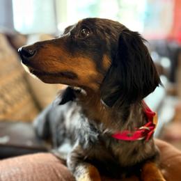 Luna - Dachshund