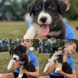 Australian Shepherd Puppies from Henderson Hill Australian Shepherds