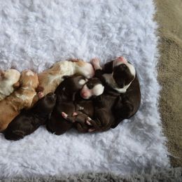 Australian Labradoodle Puppies from Australian Heritage Labradoodles