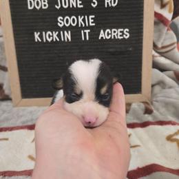 Sookie - Black and tan female Pembroke Welsh Corgi puppy in Chariton, Iowa from Kickin It Acres BCs