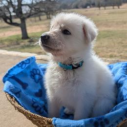 Teton - White male German Shepherd puppy in Weatherford, Texas from Haven Farm