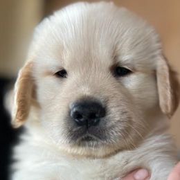 Golden Retrievers from HiCountry Goldens
