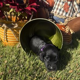 Purple Collar - Black female English Cocker Spaniel puppy in Ohatchee, Alabama from Otter Creek Kennels