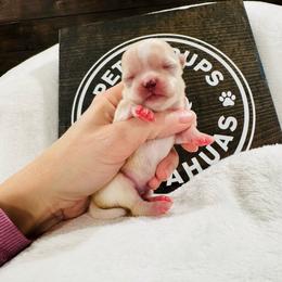 Mila - Cream and white female Chihuahua puppy in Dayton, Ohio from Petite Pups