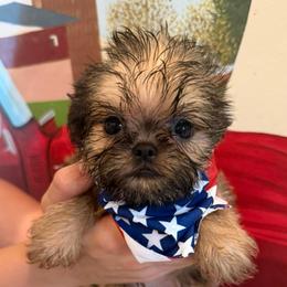 Buster - Red male Brussels Griffon puppy in Brooks, Georgia from Brooks Berner Bears & Brussels Griffons