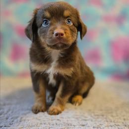 Azalea - Red tri female Miniature Australian Shepherd puppy in Church Hill, Tennessee from Hippie Dog Haven