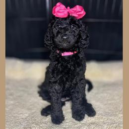Truffle - Black female Goldendoodle puppy in Summerville, South Carolina from Pawmazing Doodles
