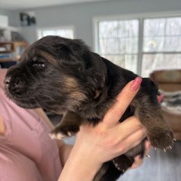 Boy 2 - Black and red German Shepherd puppy in Maple Grove, Minnesota from Von Palmore Hof
