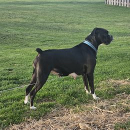 Luna - Boxer