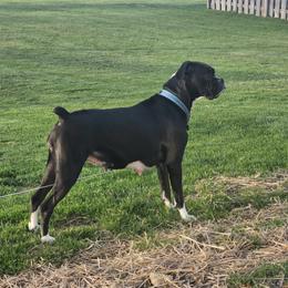 Luna - Boxer