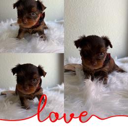 Scout (Green Collar) - Chocolate and tan male Yorkshire Terrier puppy in Riverbank, California from Yorkie_Wonderland and Stud Services