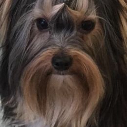 Yorkshire Terriers from White Oak Yorkies