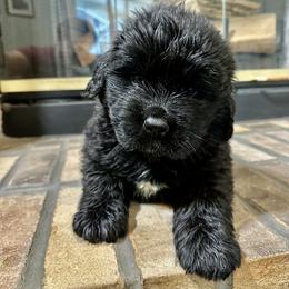Yellow Girl - Black female Newfoundland puppy in Seffner, Florida from Tampa Bay Farm