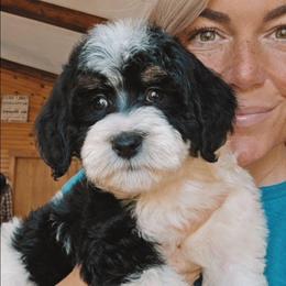 Aspen - Black and white female Bernedoodle puppy in Cleveland, Georgia from Jam's Doodles And Poodles