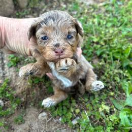 Showstopper - Cafe au lait female Maltipoo puppy in Oakland, Kentucky from Imperial Dogs