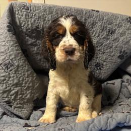Louie - Liver white and tan male English Springer Spaniel puppy in Coeur D'alene, Idaho from Springer Hollow