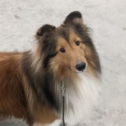Shetland Sheepdogs from Mary L Franzoni