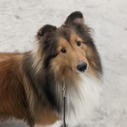 Shetland Sheepdogs from Mary L Franzoni