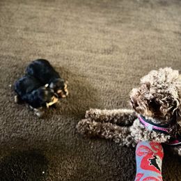 Poodle and Yorkipoo All Grown Up from Bella Dreamss LLC