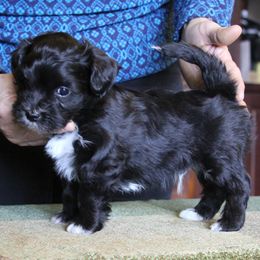 Havanese Puppies from Contigo Havanese