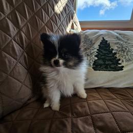 Athena - Tri-colored female Pomeranian puppy in Youngsville, New York from Starlight Poms