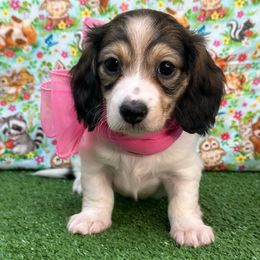 Foxy - Piebald female Dachshund puppy in Murfreesboro, Tennessee from Kimbrie's Dream Cream Doxies