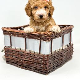 LIBERTY - Red  female Goldendoodle puppy in Davison, Michigan from Dreaming Doodles
