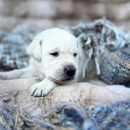 Cupid - Yellow male Labrador Retriever puppy in Sweet Home, Oregon from Knotty Creek Labradors