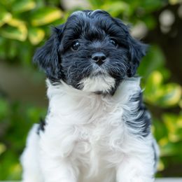 Cavapoo Puppies from Franklin Ranch Pups