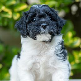 Cavapoo Puppies from Franklin Ranch Pups