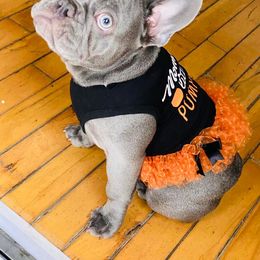 French Bulldog Puppies from Bleu Rock French Bulldogs