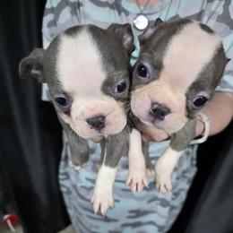 Boston Terrier Puppies from 907 Bostons