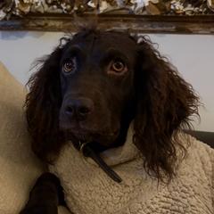 Foster - Boykin Spaniel