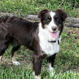 Trixie - Australian Shepherd