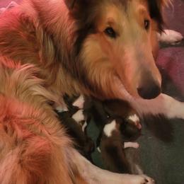 Boy4 - Sable male Collie puppy in Mattoon, Illinois from Gold Leaf Collies