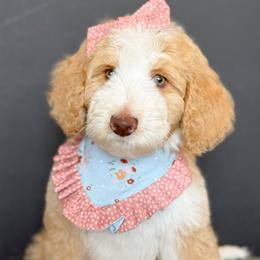 Rose - Girl 1 - Red female Bernedoodle puppy in Bellville, Ohio from Bernedoodle Buddies