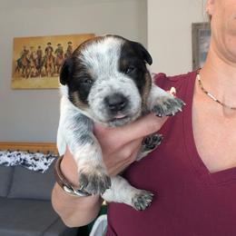 PRCD Bruce's Southern River - Blue female Australian Cattle Dog puppy in Ammon, Idaho from Piney River Cattle Dogs